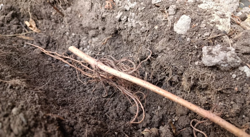 Расстояние для живой изгороди