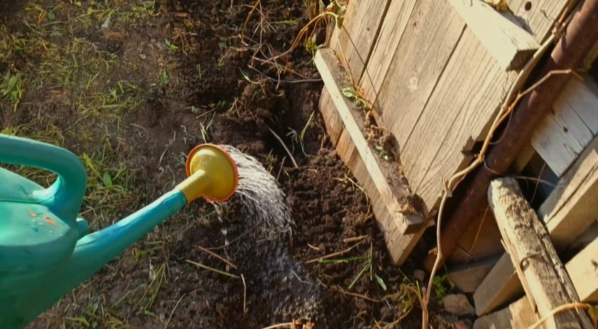 Живая изгородь посадка и уход