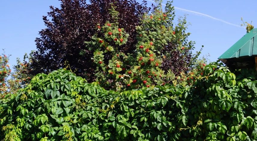 Какие растения для живой изгороди