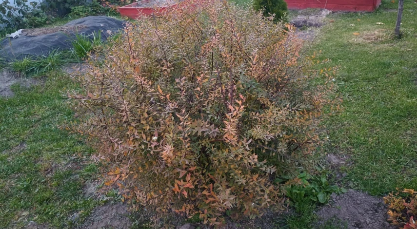 спирея живая изгородь