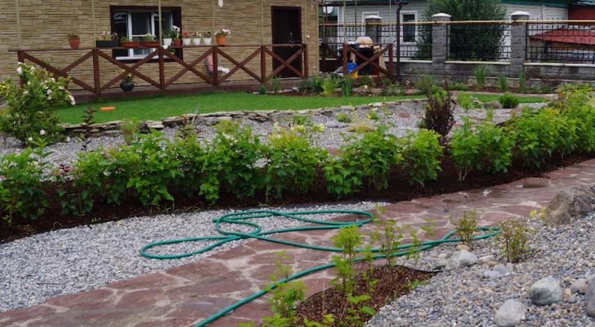 Пузыреплодник живая изгородь