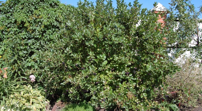 Арония живая изгородь