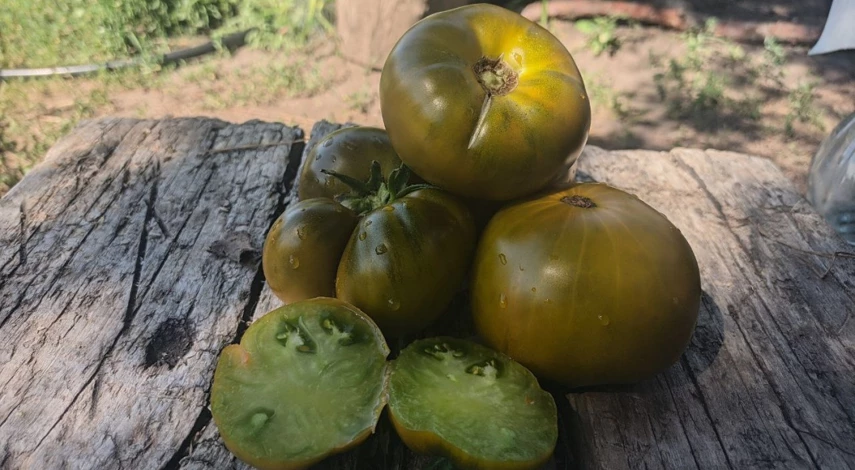 зеленые помидоры