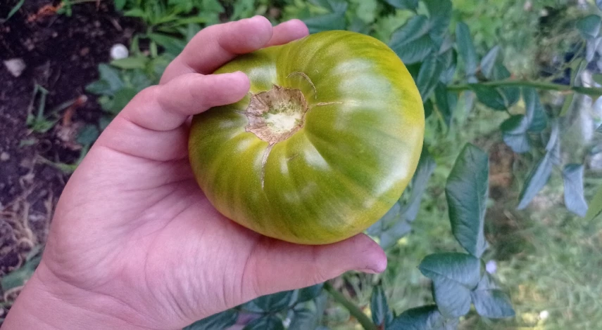 зеленоплодные томаты