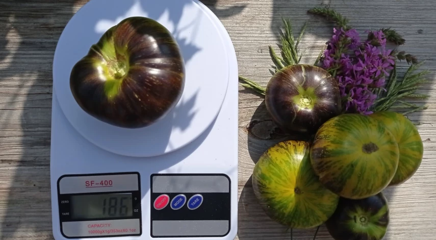 зеленые сорта томатов