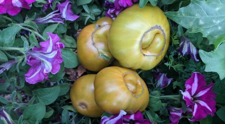 зеленые сорта помидоров