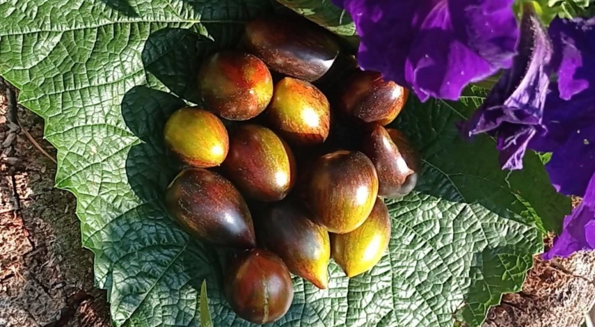 сорта томатов