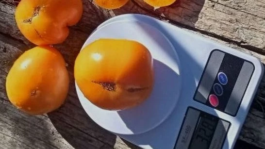 лучшие сорта томатов