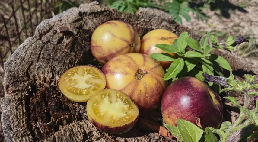 новые сорта томатов