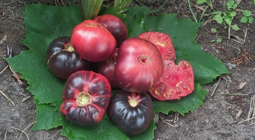 сорта томатов фото