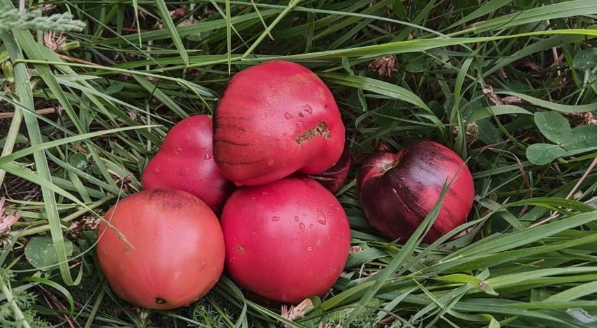 сладкие сорта томатов