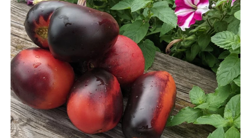 сорта томатов отзыв