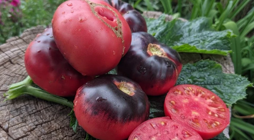 сорта помидоров