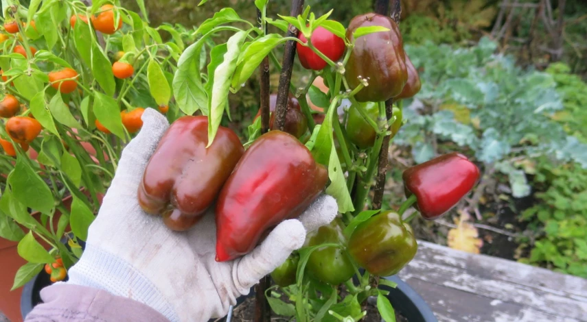 Уход за перцами в контейнерах