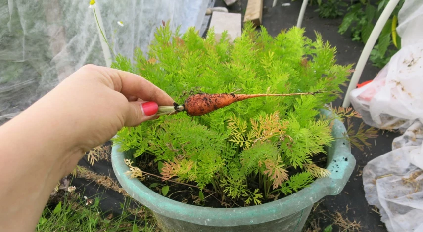 Выращивание овощей в контейнерах