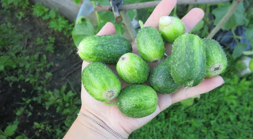 выращивание огурцов в контейнерах