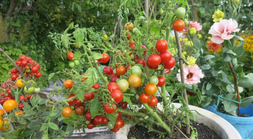 выращивание томатов в контейнерах