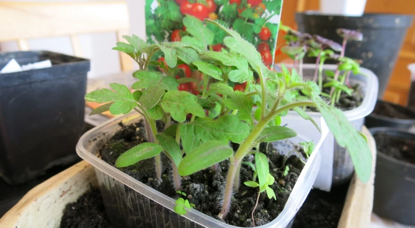 посадка томатов в контейнеры