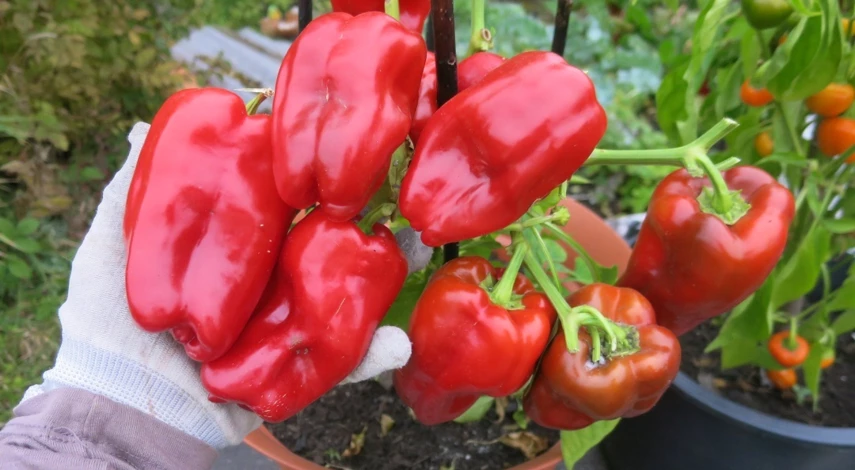 сладкий перец в контейнерах