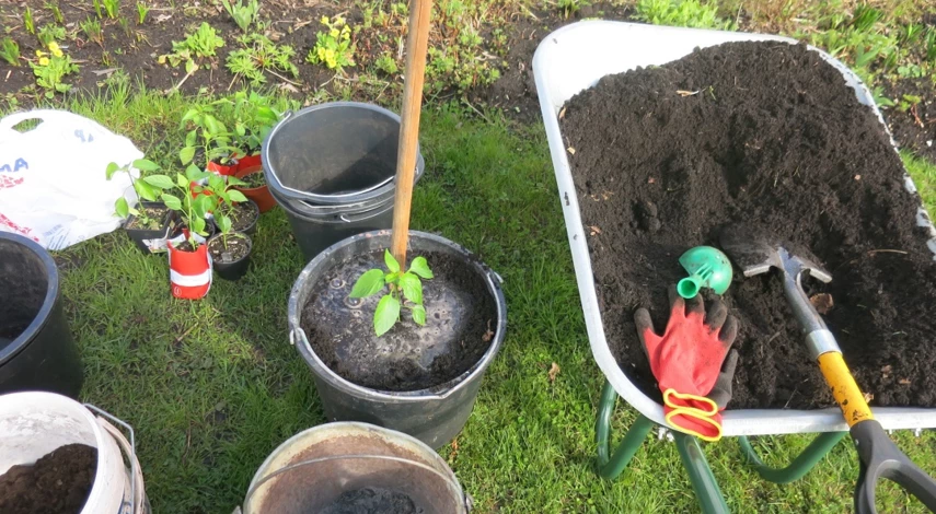 домашний огород