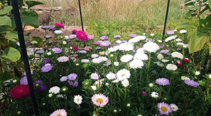 посадка альпийской астры