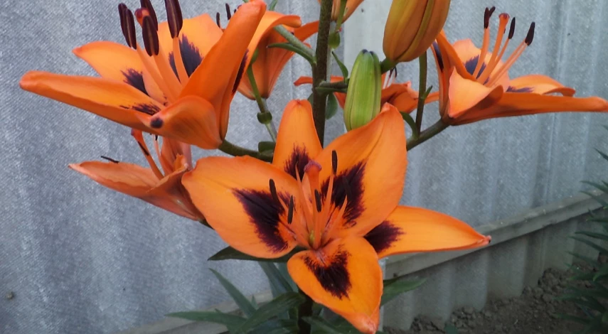 азиатская лилия уход