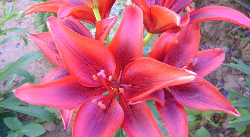 азиатская лилия посадка и уход