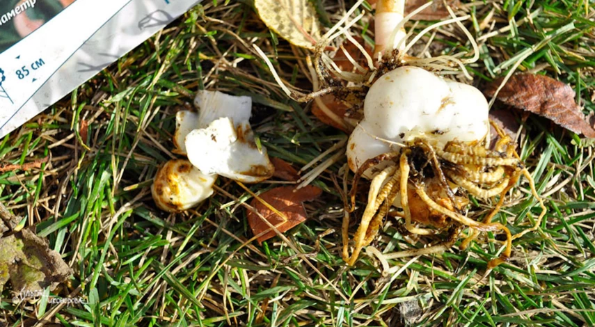 Посадка лилий осенью в открытый грунт