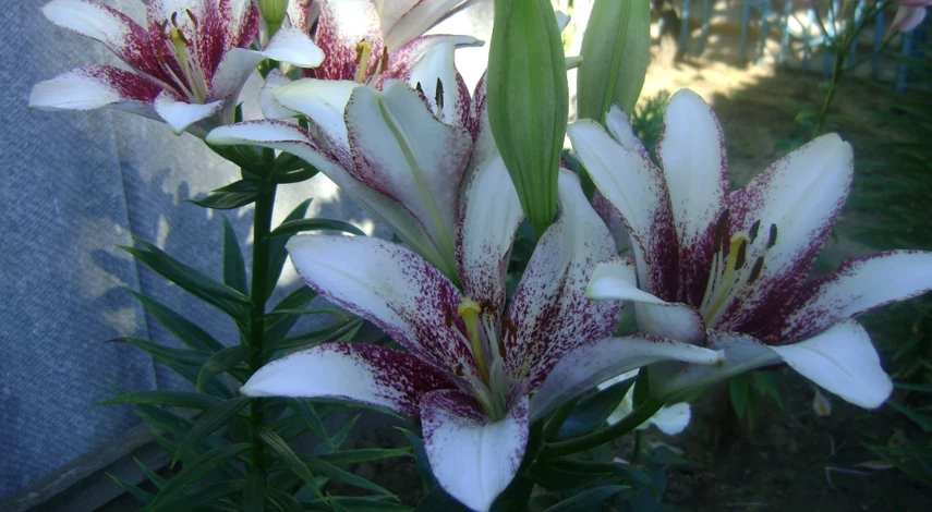 Посадка луковиц лилий осенью. Как посадить детки лилии