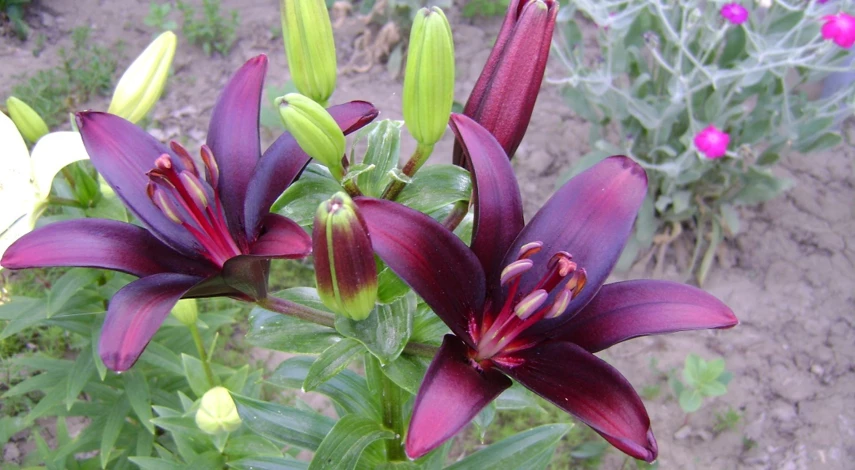 Сроки посадки лилий осенью