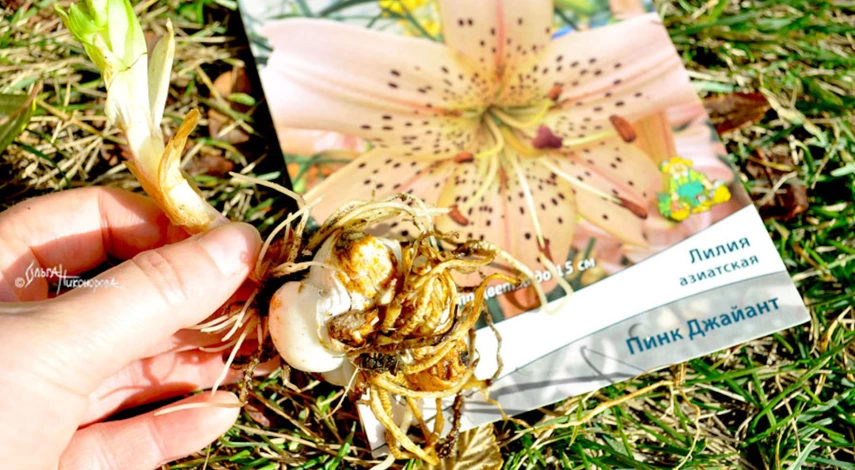 Посадка проросших лилий осенью