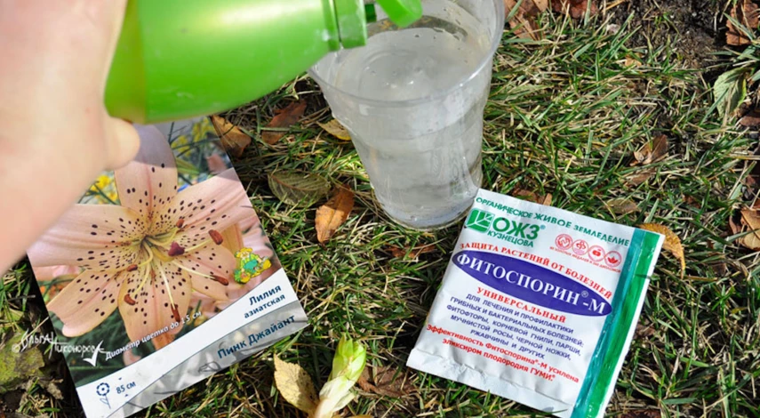 Посадка лилий осенью с ростком