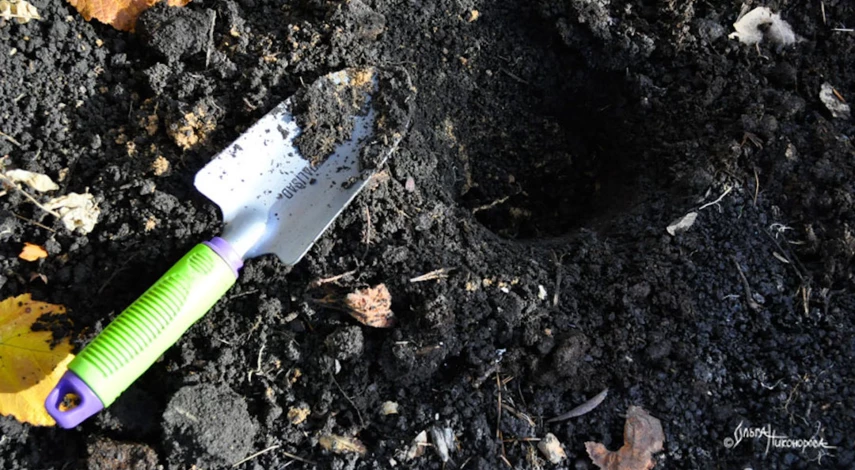 Лилия посадка и уход осенью