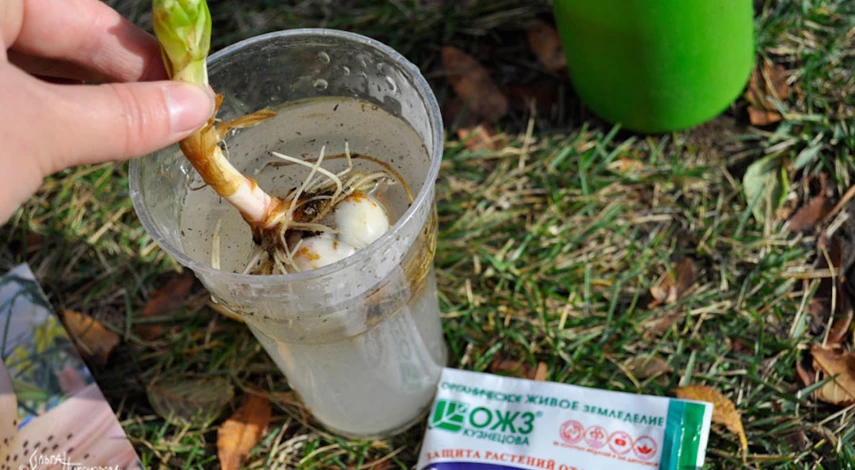 Посадка лилий осенью когда и как посадить