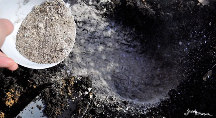 Удобрения при посадке лилий осенью