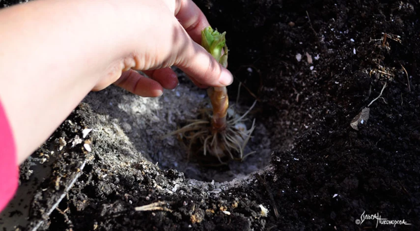 Как правильно сажать