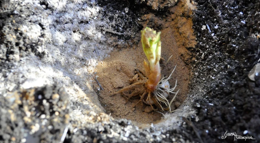 Посадка лилий осенью в Сибири