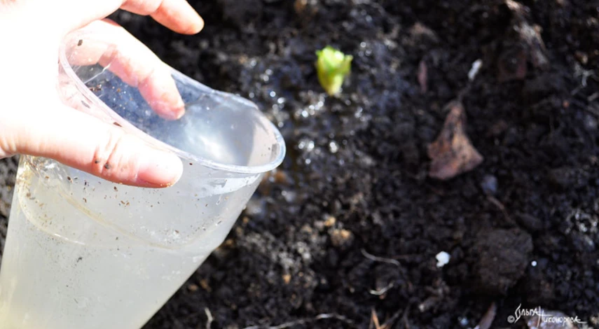Как поливать после посадки