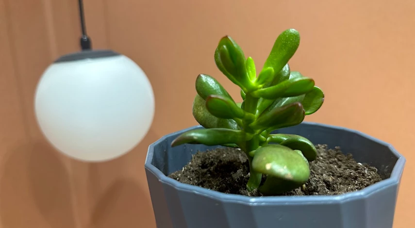 календарь домашних растений на ноябрь