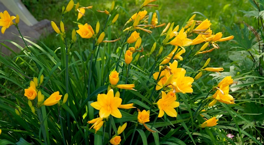 Лилейник цветет все лето