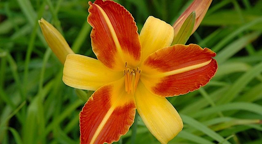 Сорта цветов лилейников