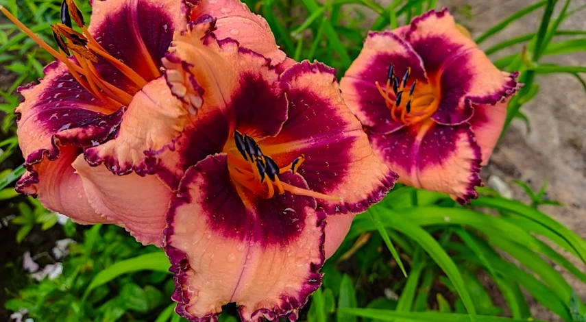 Как цветет лилейник