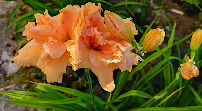 Лилейники цветущие уход и посадка