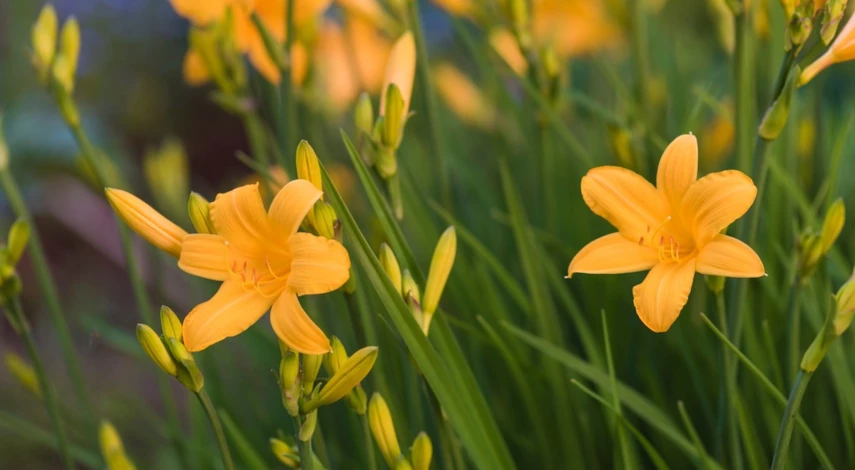 Лилейники цветущие все лето сорта