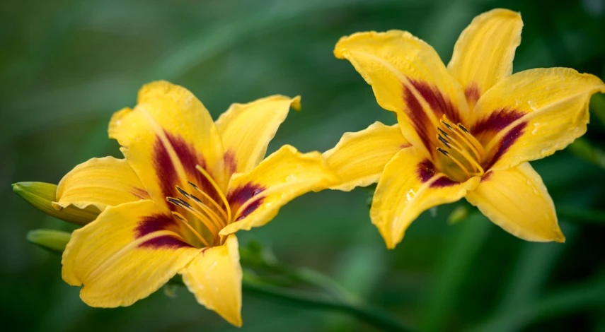 Обильно цветущие лилейники