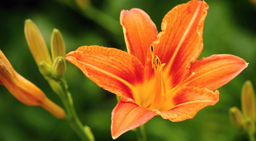 Лилейники цветущие уход