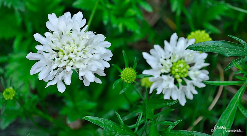 Однолетние цветы под зиму