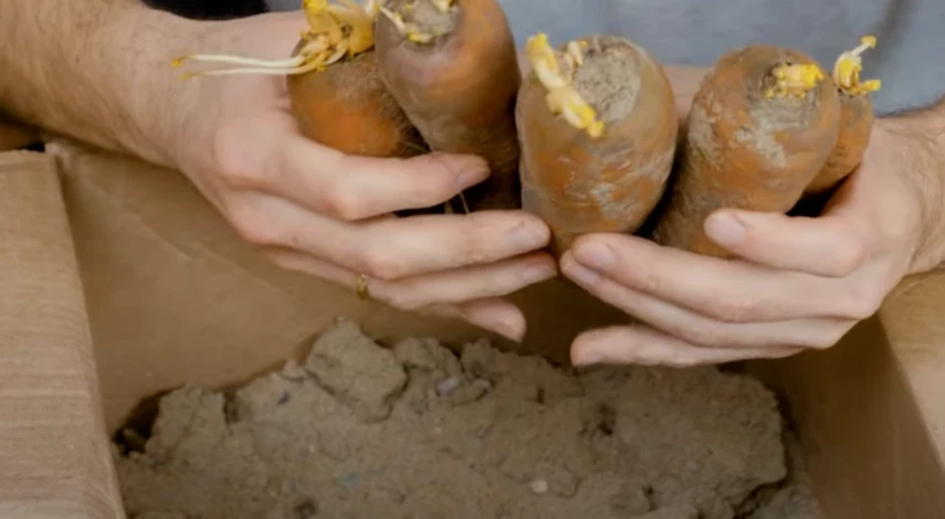 хранение моркови в песке