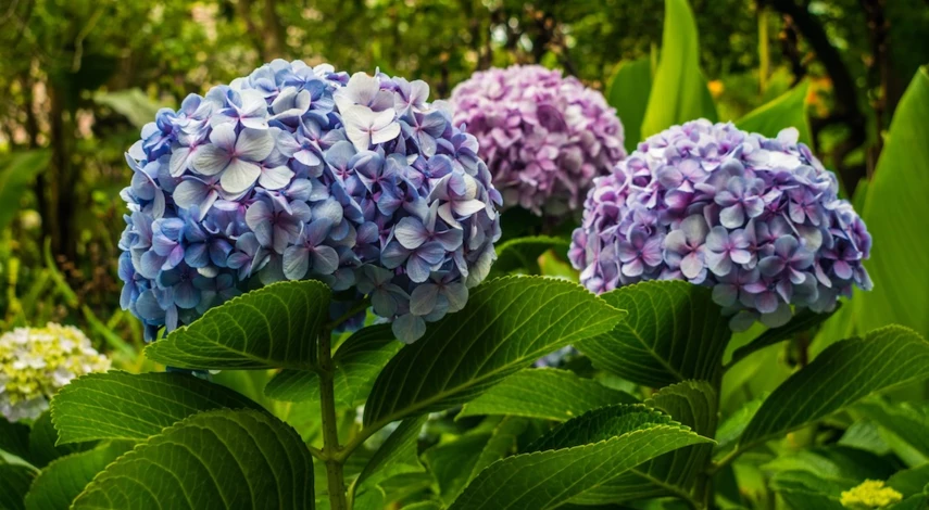 обрезка крупнолистной гортензии