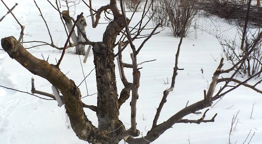 Когда заготавливают черенки для прививки яблонь